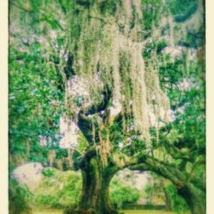 Damballah all natural soap icon. Tree of Life oak tree, Audubon park.
